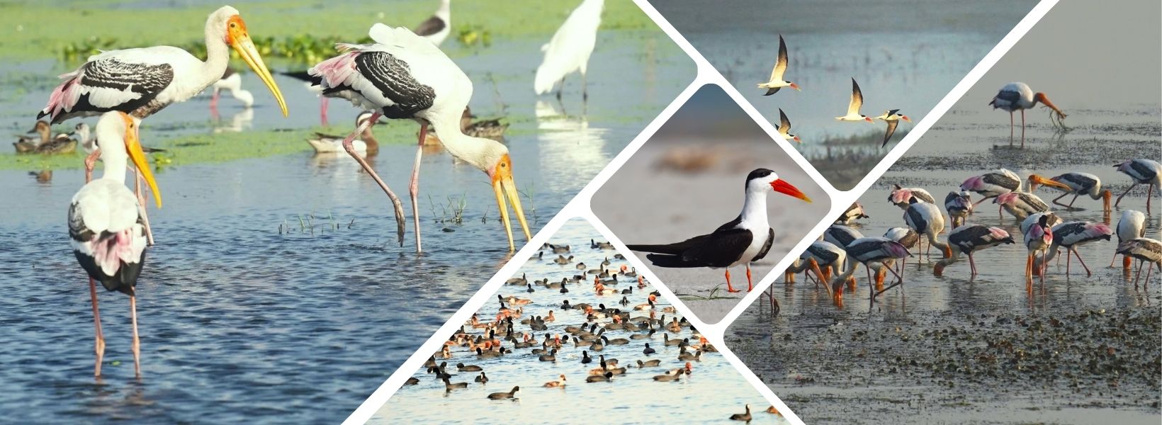 Haiderpur Wetland landscape with birds