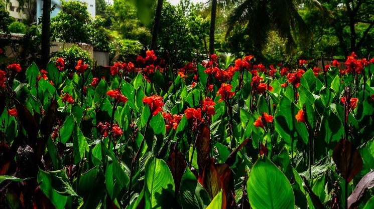 Blooming beautifully with recycled water at The Art of Living International Ashram, Bengaluru