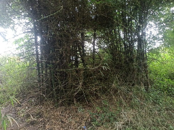 The Bamboo Miracle: How Wasteland Became Wealth in a Village by the Manjara River