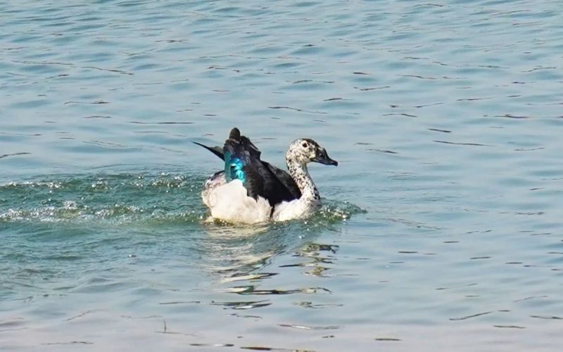 Comb Duck