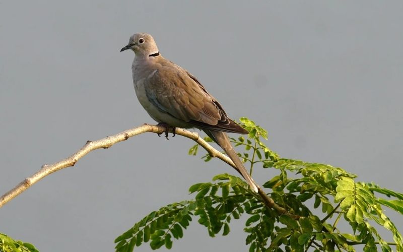 Dove