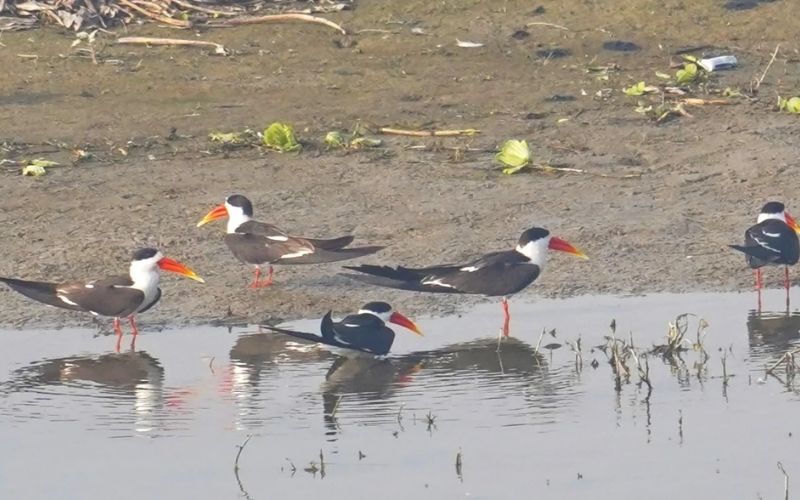 Indian Skimmer
